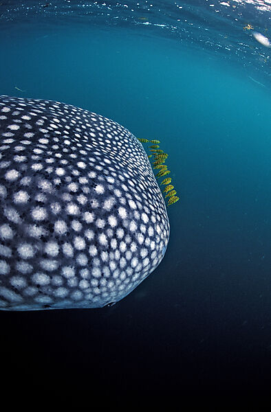 Whale shark with yellow pilot fishes
