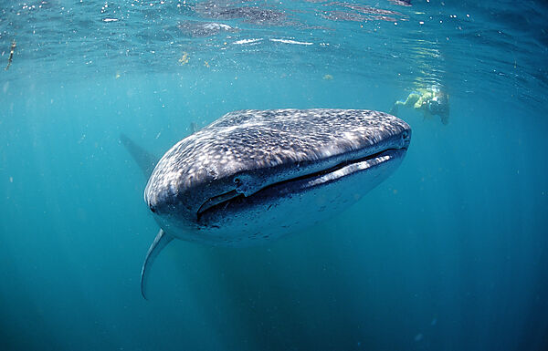 Female snorkeler swims with Whale shark