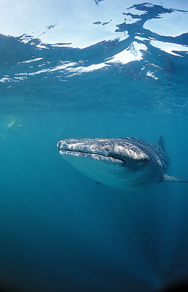 Whale shark