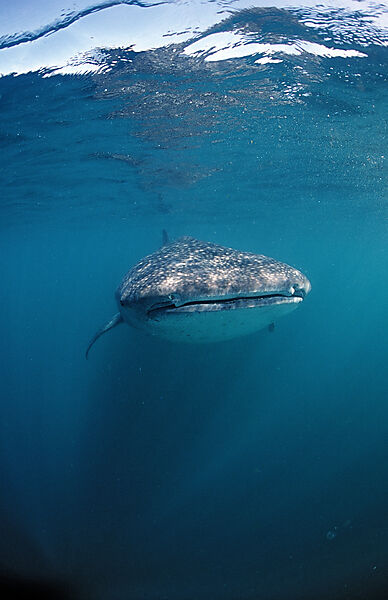 Whale shark