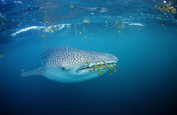 Fressender Walhai mit gelben Pilotfischen