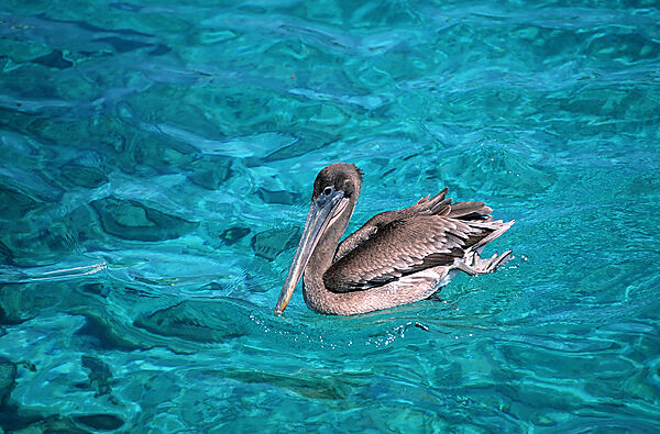 Schwimmender Pelikan