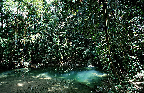 Suesswasserquelle im Regenwald