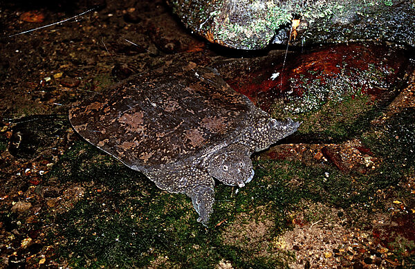 Asiatische Weichschildkroete