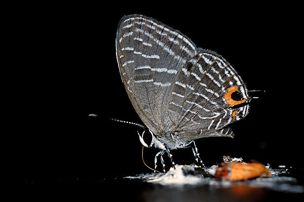 Tropischer Schmetterling