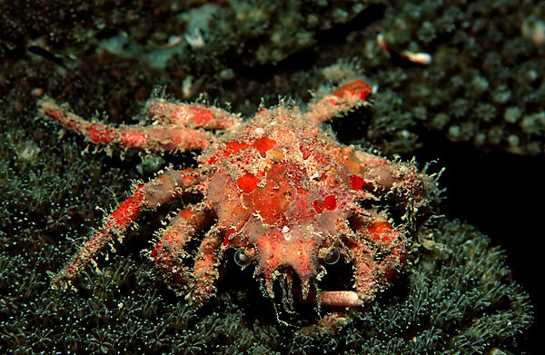 Ornamental crab