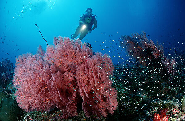 scuba diver and coral reef