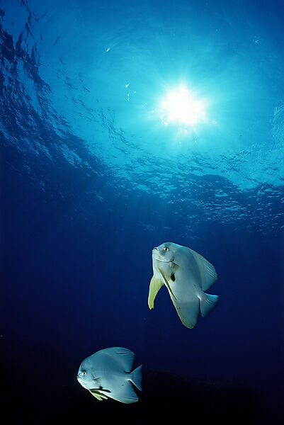 Longfin batfish