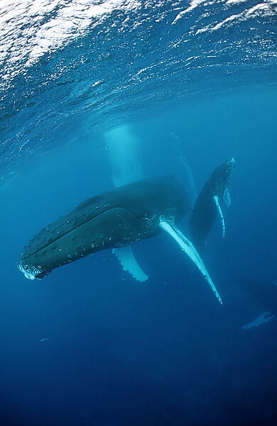 Humpback whale, mother and calf