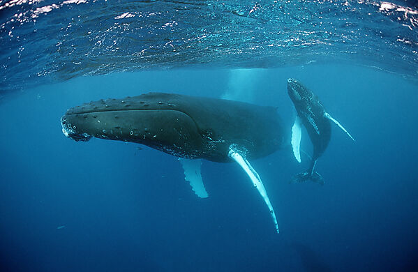Humpback whale, mother and calf