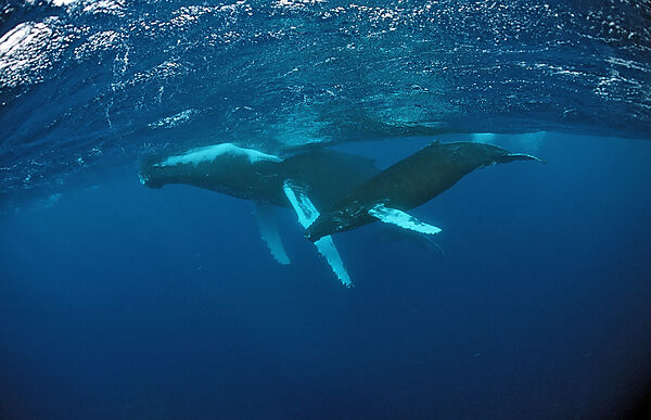 Humpback whale, mother and calf