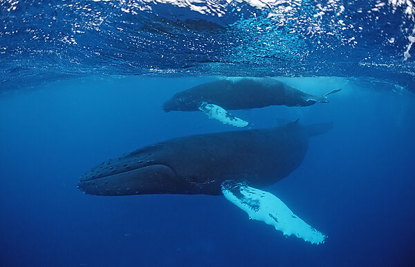 Humpback whale, mother and calf