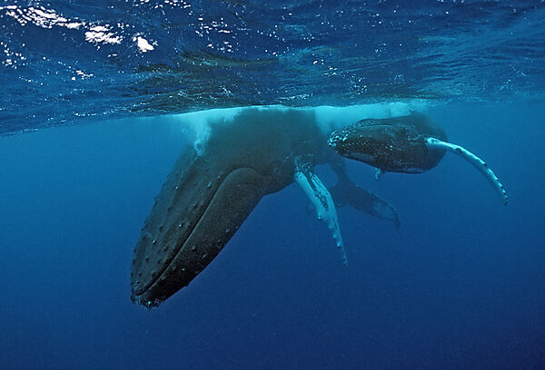Humpback whale, mother and calf
