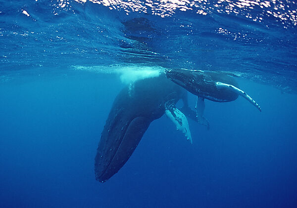 Humpback whale, mother and calf