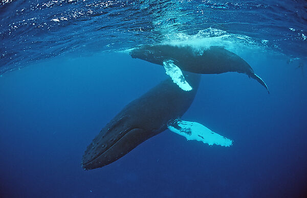 Humpback whale, mother and calf