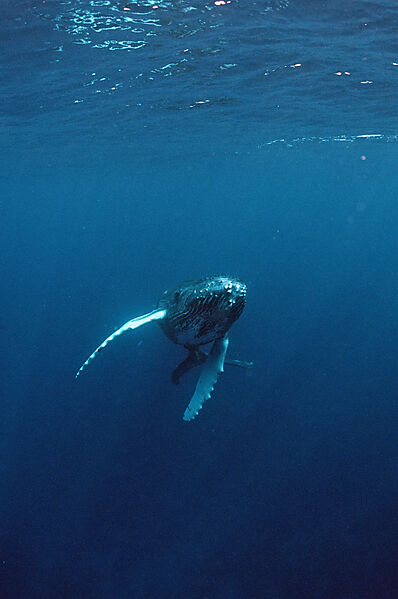 Humpback whale