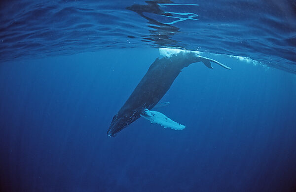 Humpback whale, Calf