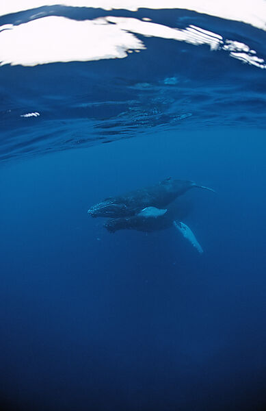 Humpback whale, mother and calf