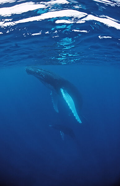 Humpback whale, mother and calf