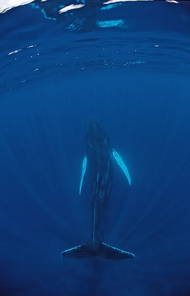 Male Humpback whale