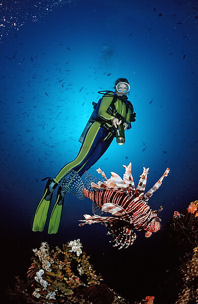 Lionfish and scuba diver
