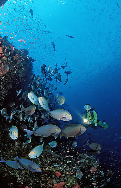 Elongate surgeonfish and scuba diver