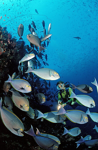 Elongate surgeonfish and scuba diver