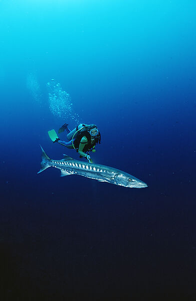 Great Barracuda and scuba diver