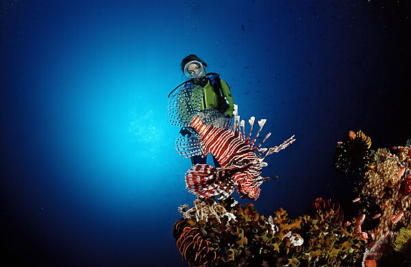Lionfish and scuba diver