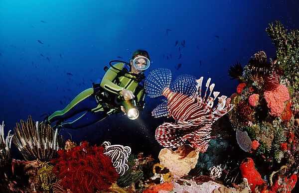 Lionfish and scuba diver