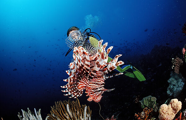 Lionfish and scuba diver