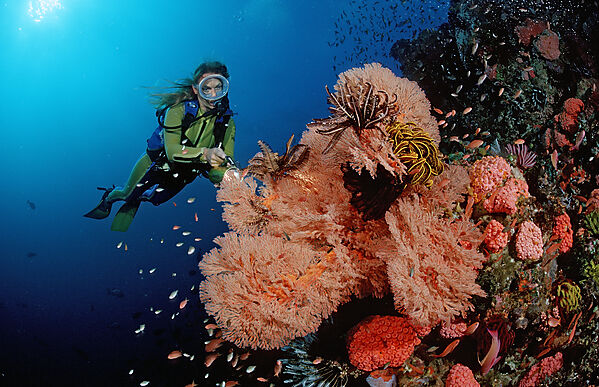 Lionfish and scuba diver