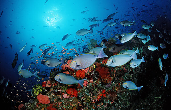 Elongate surgeonfish, schooling
