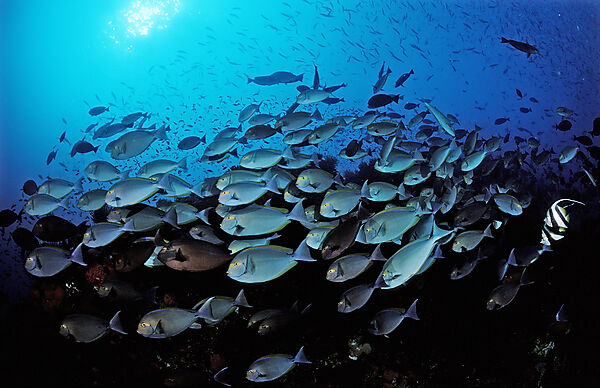 Elongate surgeonfish, schooling