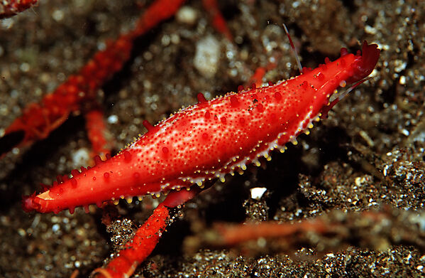 Ovulid