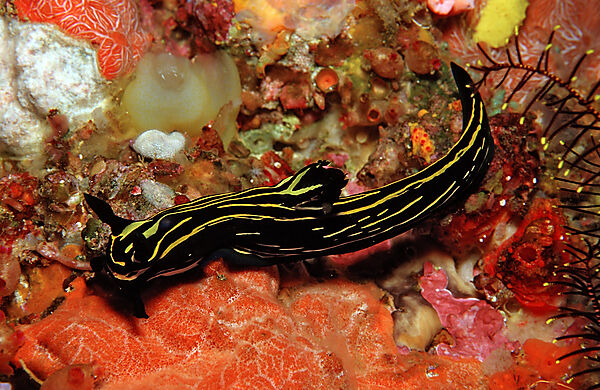 nudibranche
