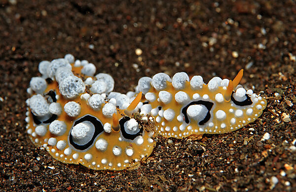 Two nudibranchs