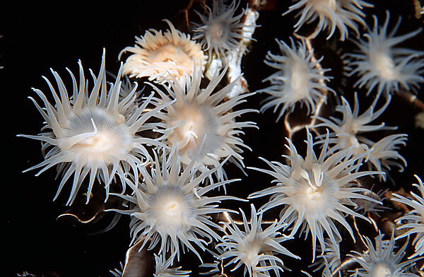 Koloniebildende Anemone
