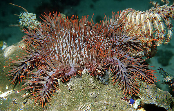 Crown-of-thorns Starfish feeding on coral