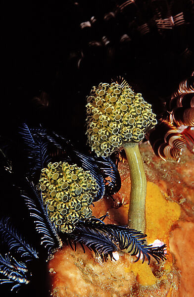 Sea squirts, Stalked Green Ascidian