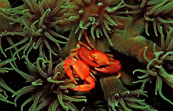 coral crab