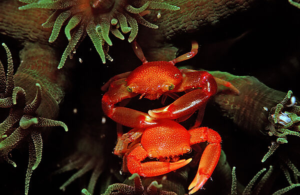 coral crab