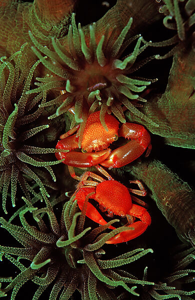 coral crab