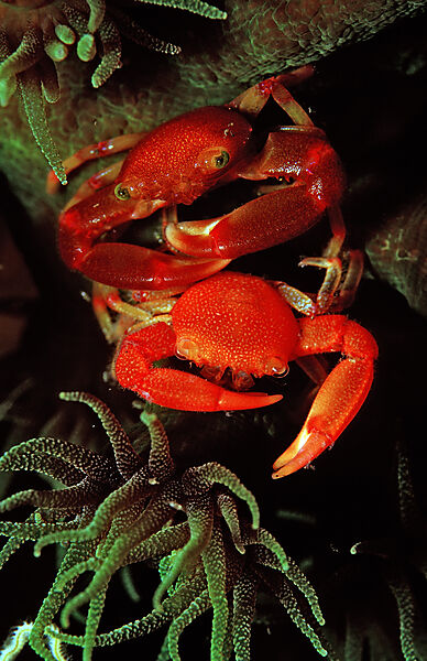 coral crab