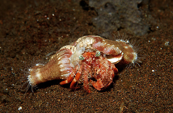 Parasit anemone hermit crab