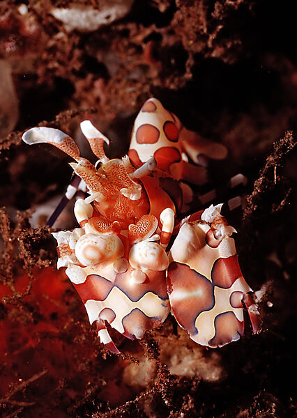 Harlekingarnele