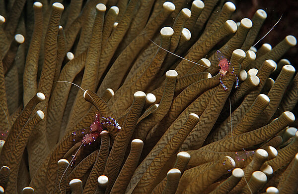 Parnergarnelen in Anemone