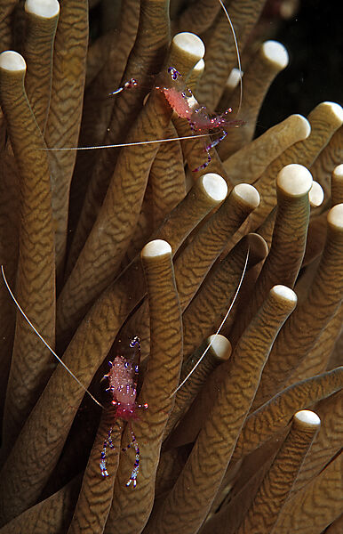 Parnergarnelen in Anemone