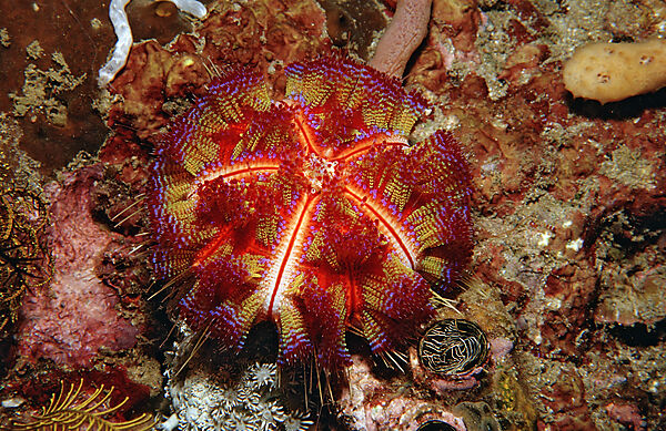 Sea urchin