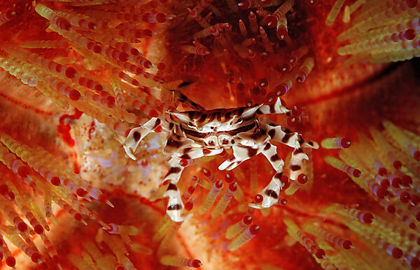 Zebra Crab